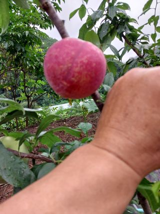 노영성님의 내 농사 경력 자랑하기 · 참여 작성글 사진