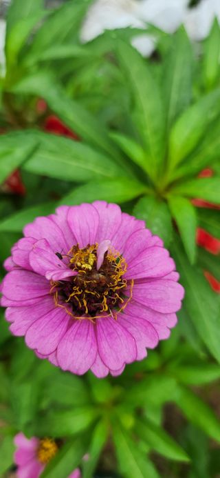 박희영님의 고추 · 일상 작성글 사진