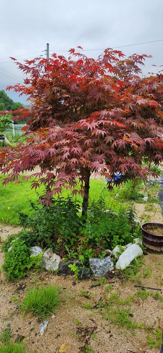 박희영님의 고추 · 일상 작성글 사진