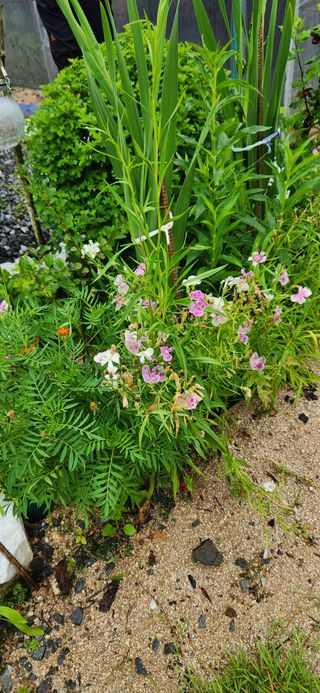 박희영님의 고추 · 일상 작성글 사진