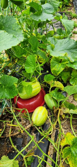 박희영님의 고추 · 일상 작성글 사진