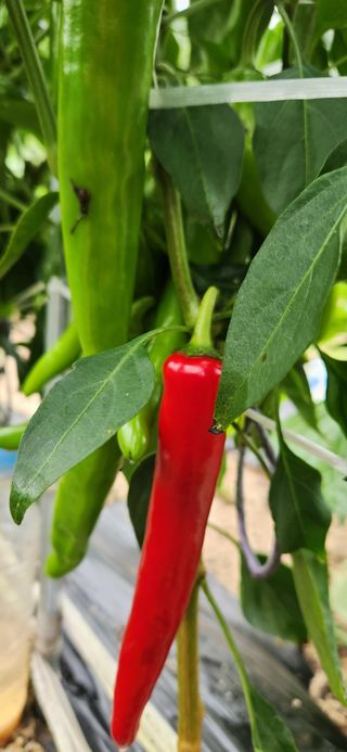 박희영님의 고추 · 일상 작성글 사진