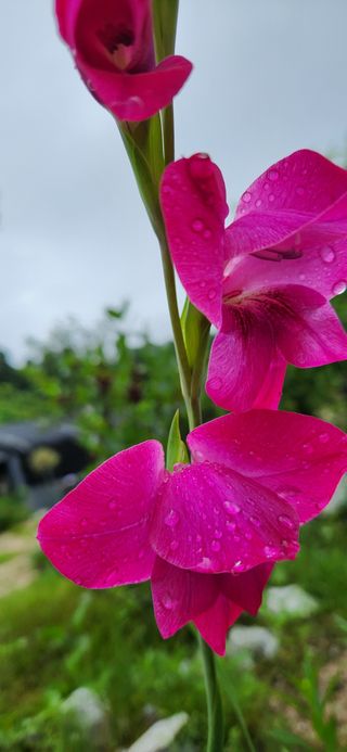 박희영님의 고추 · 일상 작성글 사진