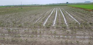 정경현님의 콩 · 자유게시판 작성글 사진