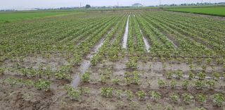 정경현님의 콩 · 자유게시판 작성글 사진