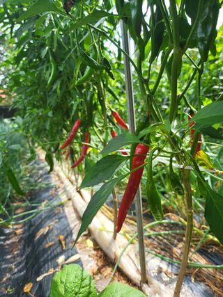 체리123님의 기타작물 · 자유게시판 작성글 사진