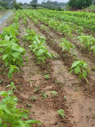 체리123님의 기타작물 · 자유게시판 작성글 사진