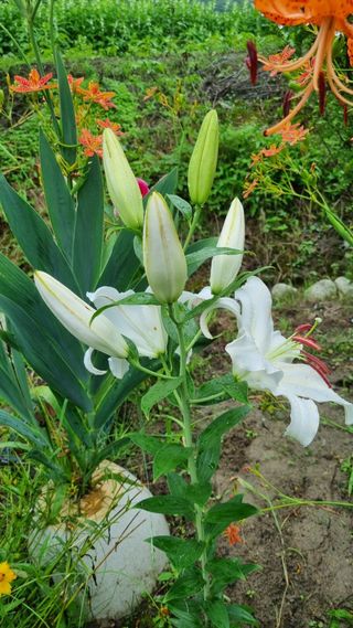 대봉감&단감님의 감 · 자유게시판 작성글 사진