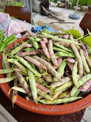 대봉감&단감님의 감 · 자유게시판 작성글 사진