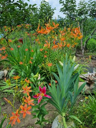 대봉감&단감님의 감 · 자유게시판 작성글 사진