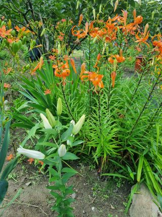 대봉감&단감님의 감 · 자유게시판 작성글 사진