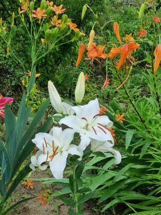 대봉감&단감님의 감 · 자유게시판 작성글 사진