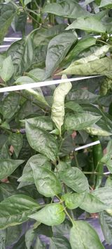 팜모닝 고추·병해충상담 게시글 이미지