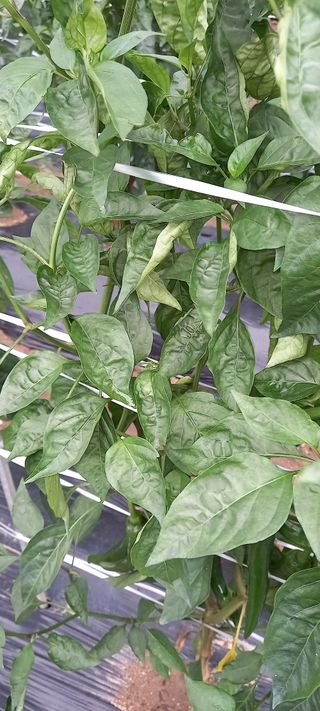 강화도농민님의 고추 · 병해충상담 작성글 사진