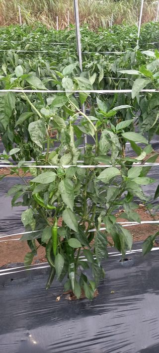 강화도농민님의 고추 · 병해충상담 작성글 사진