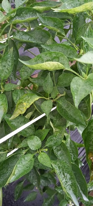 강화도농민님의 고추 · 병해충상담 작성글 사진