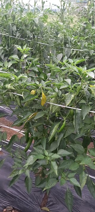 강화도농민님의 고추 · 병해충상담 작성글 사진