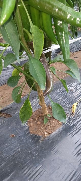 강화도농민님의 고추 · 병해충상담 작성글 사진