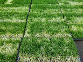 핵손팜님의 기타작물 · 병해충상담 작성글 사진