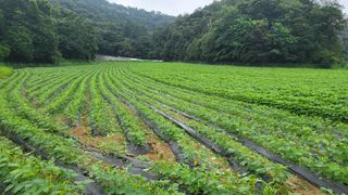 김상년님의 콩 · 영농일지 작성글 사진