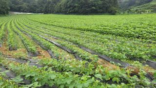 김상년님의 콩 · 영농일지 작성글 사진