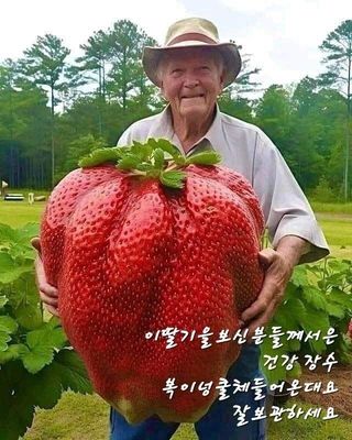 인생은 소풍처럼님의 토마토 · 일상 작성글 사진