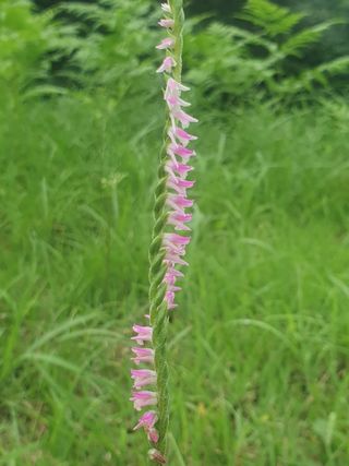 인생은 소풍처럼님의 토마토 · 일상 작성글 사진