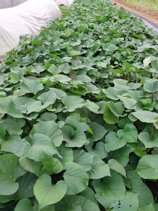 (청사초롱)님의 내 농사 경력 자랑하기 · 참여 작성글 사진