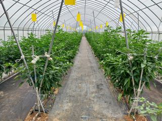 (청사초롱)님의 내 농사 경력 자랑하기 · 참여 작성글 사진