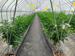 (청사초롱)님의 내 농사 경력 자랑하기 · 참여 작성글 사진