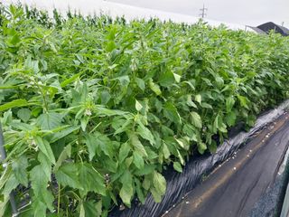 (청사초롱)님의 내 농사 경력 자랑하기 · 참여 작성글 사진