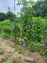 팜모닝 자유주제·자유게시판 게시글 이미지