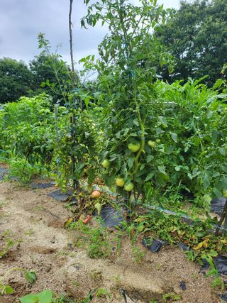 이서울비님의 자유주제 · 자유게시판 작성글 사진