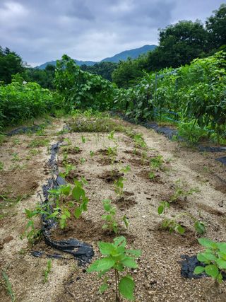 이서울비님의 자유주제 · 자유게시판 작성글 사진