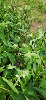 팜모닝 참깨·병해충상담 게시글 이미지