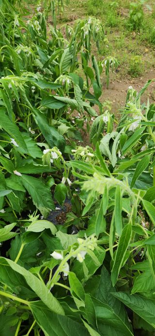 초보눙사꾼님의 참깨 · 병해충상담 작성글 사진