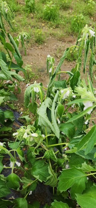 초보눙사꾼님의 참깨 · 병해충상담 작성글 사진