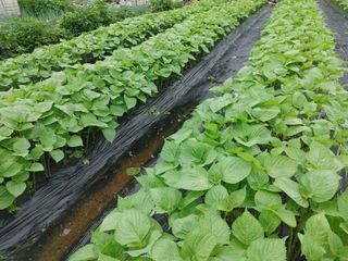 윤재하님의 내 농사 경력 자랑하기 · 참여 작성글 사진