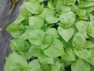 윤재하님의 내 농사 경력 자랑하기 · 참여 작성글 사진