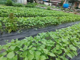 윤재하님의 내 농사 경력 자랑하기 · 참여 작성글 사진