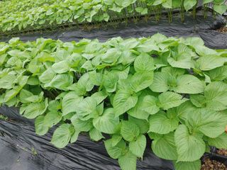 윤재하님의 내 농사 경력 자랑하기 · 참여 작성글 사진