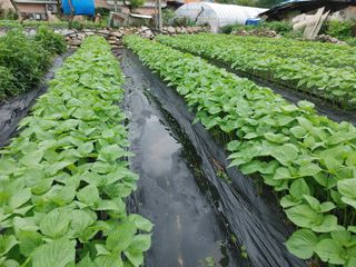 윤재하님의 내 농사 경력 자랑하기 · 참여 작성글 사진