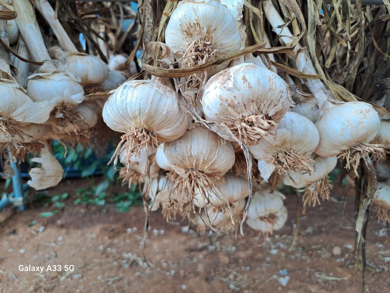 소녀시대(중구)님의 장터 판매 상품 [홍삼마늘] 첨부 사진