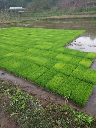 함양안의면당산길45님의 내 농사 경력 자랑하기 · 참여 작성글 사진