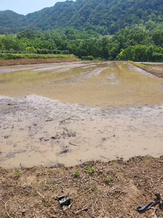 함양안의면당산길45님의 내 농사 경력 자랑하기 · 참여 작성글 사진