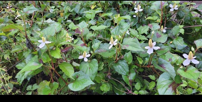 장터 상품 [어성초] 썸네일