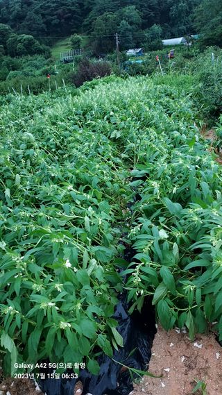 오남현님의 참깨 · 자유게시판 작성글 사진