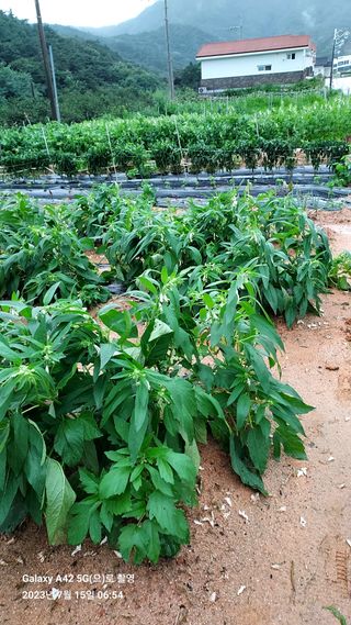 오남현님의 참깨 · 자유게시판 작성글 사진