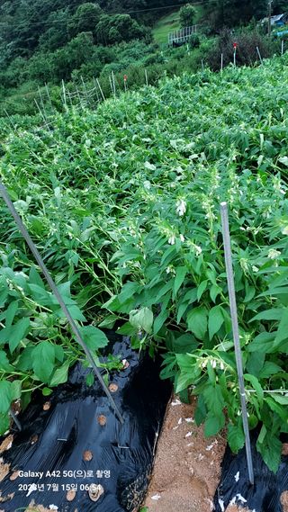 오남현님의 참깨 · 자유게시판 작성글 사진