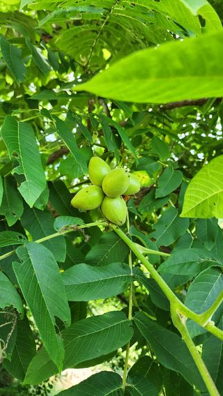 황금박쥐님의 내 농사 경력 자랑하기 · 참여 작성글 사진